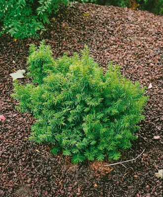 Produktbild von Taxus cuspidata 'Nana', Japanische Eibe, kompakt, 25–30 cm