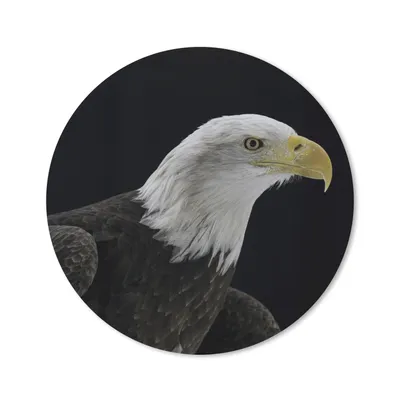 Produktbild von MuchoWow® Mauspad Mousepad Adler - Vogel - Schnabel - Schwarz 20x20 cm - Mousepads - Maus Mat - Pad - Mausunterlage - Schreibtischmatte