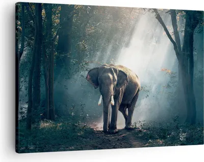 Produktbild von Bild auf Leinwand - Leinwandbild - elefant natur - 70x50cm - Wand Bild - Wanddeko - Wandbilder - Leinwanddruck - Bilder - Kunstdruck - Wanddekoration - Leinwand bilder - Wandkunst - AA70x50-3972