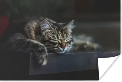 Produktbild von MuchoWow® Poster Katze liegt schlafend auf einem schwarzen Tisch 180x120 cm - Fotoplakat