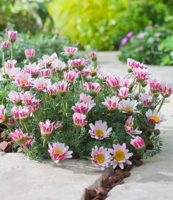 Produktbild von BALDUR Garten 9x Winterharter Bodendecker Afrikanisches Ringkörbchen, Pflanzen im 9x9 cm-Topf, Anacyclus depressus, Polsterstaude, Ringblume, winterhart & mehrjährig, Staude, trockenresistent, blühend