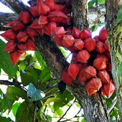 Productafbeelding van Belimbing hutan (Baccaurea angulata) - 1 zaadje, al ontkiemd