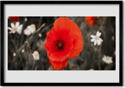 Produktbild von Bild 70x50 MDF-Rahmen Wandkunst Blumen Pflanzen