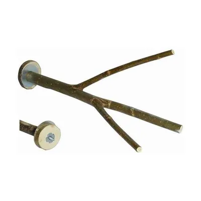 Produktbild von Haselnusssitzzweig 30 cm