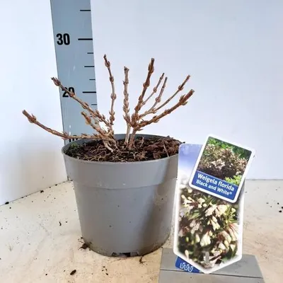 Obrázok produktu pre Weigela florida Black and White® ('Courtacad 1'PBR) – weigela | 20–25 cm v črepníku
