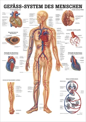 Produktbild von Das Gefäßsystem Lehrtafel Anatomie 100x70 cm medizinische Lehrmittel