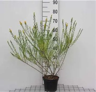 Obrázek produktu pro Genista tinctoria - křídlatka 30- 40 cm nádoba
