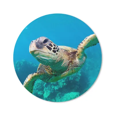Produktbild von MuchoWow® Mauspad Mousepad Meeresschildkrötenschwimmen auf Hawaii 40x40 cm - Mousepads - Maus Mat - Pad - Mausunterlage - Schreibtisch Accessoires