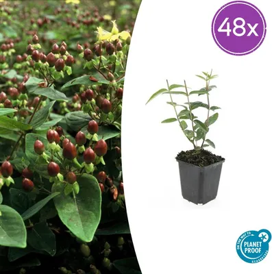 Produktbild von Hypericum inodorum | 48 Stück - 10-25cm - Ø9cm - Gartenpflanze