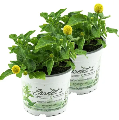 Produktbild von Enseleits 2er Set Parakresse  Pflanze, Prickelknöpfe, Kräuter Pflanze, SPILANTHES OLERACES