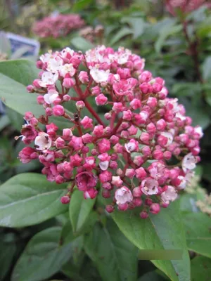Produktbild von Viburnum tinus Spirit - Lorbeer-Schneeball Spirit 30-40