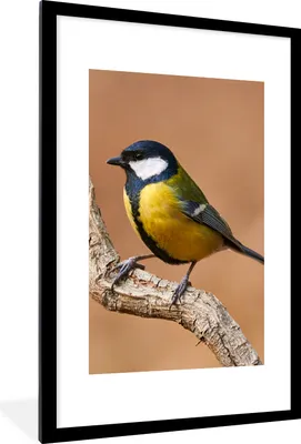 Produktbild von MuchoWow® Gerahmtes Poster Vogel - Kohlmeise - Zweige 60x90 cm - Poster mit Schwarzem Bilderrahmen Wandposter Rahmen Foto Bilder - Dekoration - Wandposter Wohnzimmer - Hochwertig