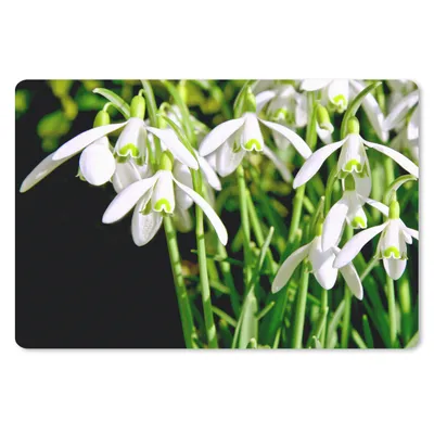 Produktbild von MuchoWow® Mauspad Mousepad Studioaufnahme von Schneeglöckchen 27x18 cm - Mousepads - Maus Mat - Pad - Mausunterlage - Büroartikel - Desk Matten