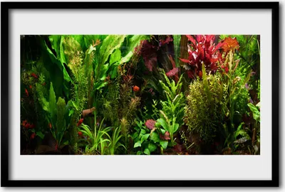 Produktbild von Bild 60x40 MDF-Rahmen Wandkunst Pflanze Blumen Natur