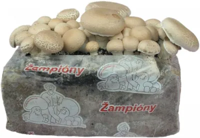 Immagine prodotto di Substrato - kit per la coltivazione dei funghi