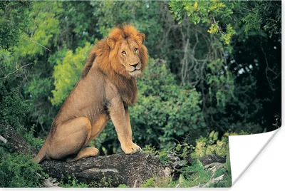 Produktbild von MuchoWow® Poster Löwe - Natur - Gras 30x20 cm - Plakate - Print
