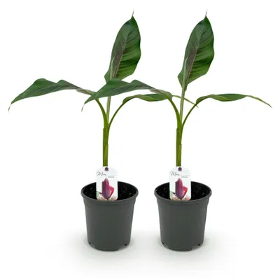Produktbild von GreenboutiQ - Obstpflanze - Bananenpflanze - Musa sikkemensis Red Tiger - Winterhart - 2 Pflanzen - Topf 17cm Höhe 40cm