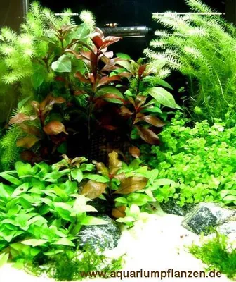 Produktbild von Mühlan - 4 getopfte Wasserpflanzen + 5 Mookugeln + 4 Bund Aquarienpflanzen + Dünger schnellwachsende, pflegeleichte, algenhemmende Aquarienpflanzen