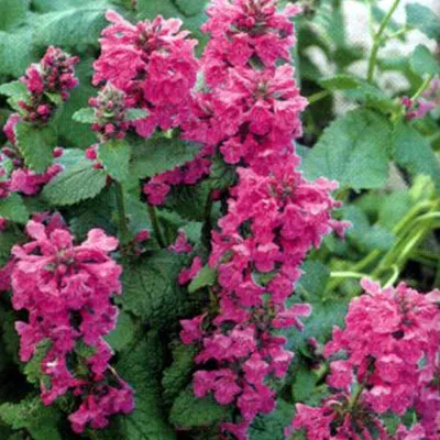 Produktbild von 6 x Ezelsoor  - Stachys grandiflora 'Superba'  | Topf 9cm x 9cm