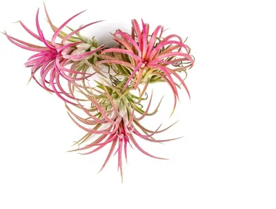 Obrázok produktu pre Gardnerova Tillandsia ionantha červená