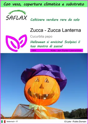 Immagine prodotto di SAFLAX Garden to go - Zucca - Zucca Lanterna - 10 semi - Cucurbita
