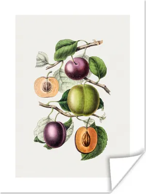 Produktbild von MuchoWow® Poster Obst - Jahrgang - Pfirsich 120x160 cm - Wandbilder