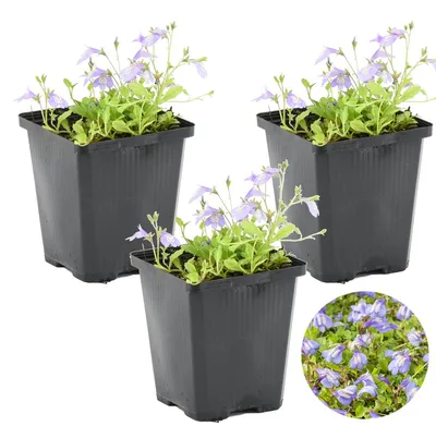 Produktbild von 3er-Set Mazus Reptans, Lippenmäulchen, 10-20 cm, Topf 9 cm