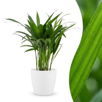 Produktbild von Areca Lutescens – Goldpalme – mit weißem Topf - 35-45cm - Ø12cm