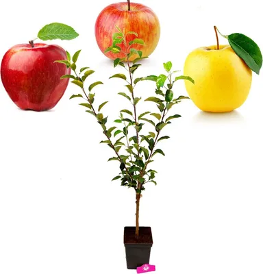 A potted apple tree with three different varieties of apples displayed above it.