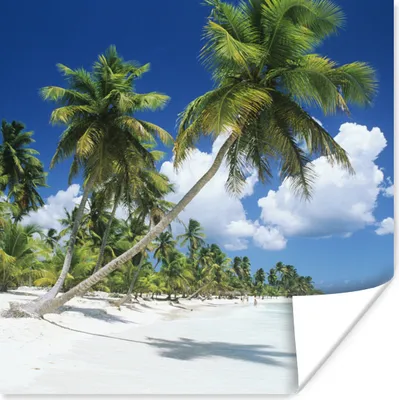 Produktbild von MuchoWow® Poster Strand - Palme - Tropisch 75x75 cm - Wand Dekoration