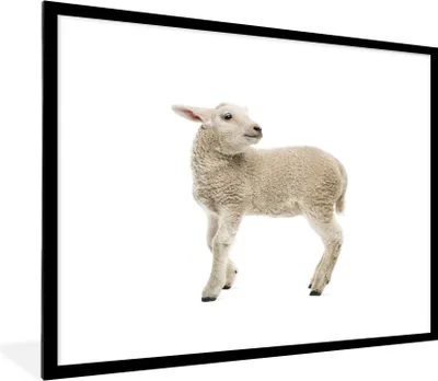 Produktbild von MuchoWow® Gerahmtes Poster Schaf - Wolle - Lamm 80x60 cm - Poster mit Schwarzem Bilderrahmen Wandposter Rahmen Foto Bilder - Schlafzimmer-Dekorationen - Fotoposter