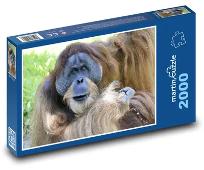 Produktbild von Puzzle 2000 Orang-Utan im Dschungel - martinpuzzle