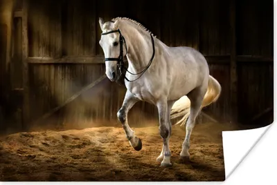 Produktbild von MuchoWow® Poster Pferd - Licht - Heu - Stall 120x80 cm - Bilder