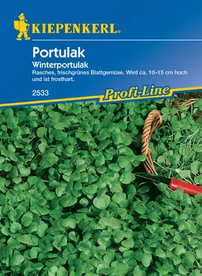 Produktbild von Portulak Winterportulak | Portulaksamen von Kiepenkerl [MHD 01/2024]