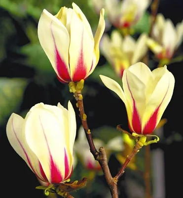 Produktbild von Magnolie ´SUNRISE´ 70-80 cm, Cont. 7 l