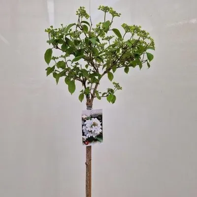 Zdjęcie produktu dla Viburnum plic. 'Watanabe' – kalina japońska | 90–100 cm w doniczce