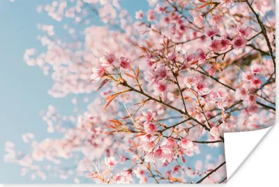Produktbild von MuchoWow® Poster Sakura - Frühling - Zweige 120x80 cm - Bilder