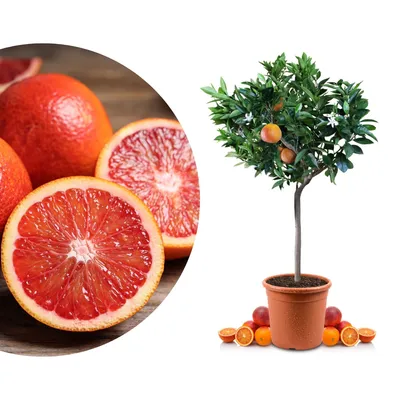 Produktbild von Meine Orangerie Blutorangenbaum Sanguinello Mezzo - echte Blutorange - Blood Orange - veredelter Apfelsinenbaum in Gärtner-Qualität