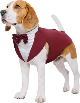 Image de Kuoser chien smoking costume bandana set animal de compagnie vêtements anomal manteau rouge foncé