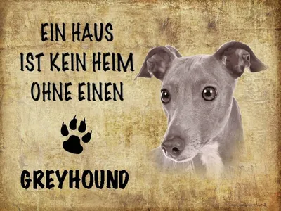 Produktbild von vianmo Holzschild 30x40 cm Greyhound Hund ohne kein Heim