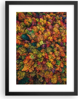 Produktbild von Gerahmtes Poster - Schwarzer Rahmen - Herbst Perspektive Vogel - 30x40 cm - Wand Bild - Wanddeko - Wandbilder - Kunstposter - Wandposter - Bilderrahmen - Bilder - Kunstdruck - P2BPA30x40-4478