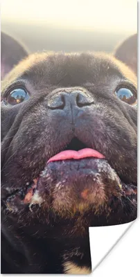 Produktbild von MuchoWow® Poster Französische Bulldogge - Schwarz - Sonne 60x120 cm - Wandschmuck