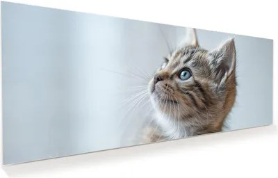 Produktbild von Glasbild 150x60cm in XXL für Wohnzimmer, Schlafzimmer Motiv Kätzchen22