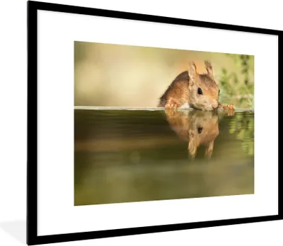 Produktbild von MuchoWow® MuchoWow® Gerahmtes Poster Eichhörnchen - Trinken - Wasser 80x60 cm - Poster mit zchwarzem Bilderrahmen - Schlafzimmer-Dekorationen - Fotoposter
