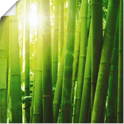 Produktbild von ARTland Poster Asiatischer Bambuswald im Morgenlicht Größe: 40x40 cm