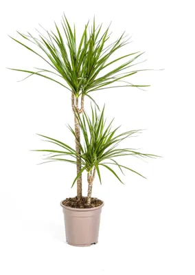 Productafbeelding van Dracaena Marginata Green - 70-80cm - Ø19cm - Kamerplant - Groenblijvend
