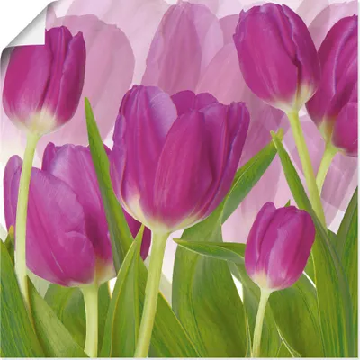 Produktbild von ARTland Poster Tulpenfeld lila Größe: 100x100 cm