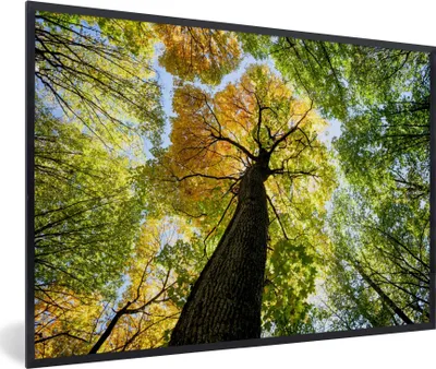 Produktbild von MuchoWow® Gerahmtes Poster Baum - Natur - Wald 90x60 cm - Poster mit Schwarzem Bilderrahmen Wandposter Rahmen Foto Bilder - Fotorahmen - Foto-Plakat