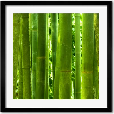 Produktbild von Bild - 50 cm x 50 cm - MDF - Rahmen, Wandkunst - Bambus