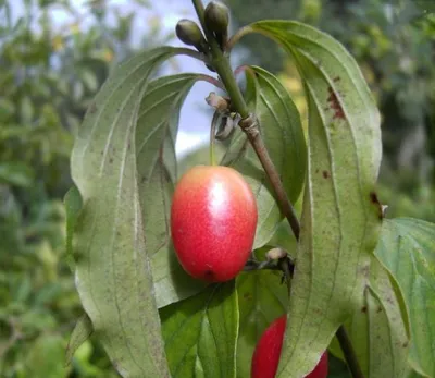 Produktbild von Cornus mas Jolico - Kornelkirsche Jolico - 60-80cm